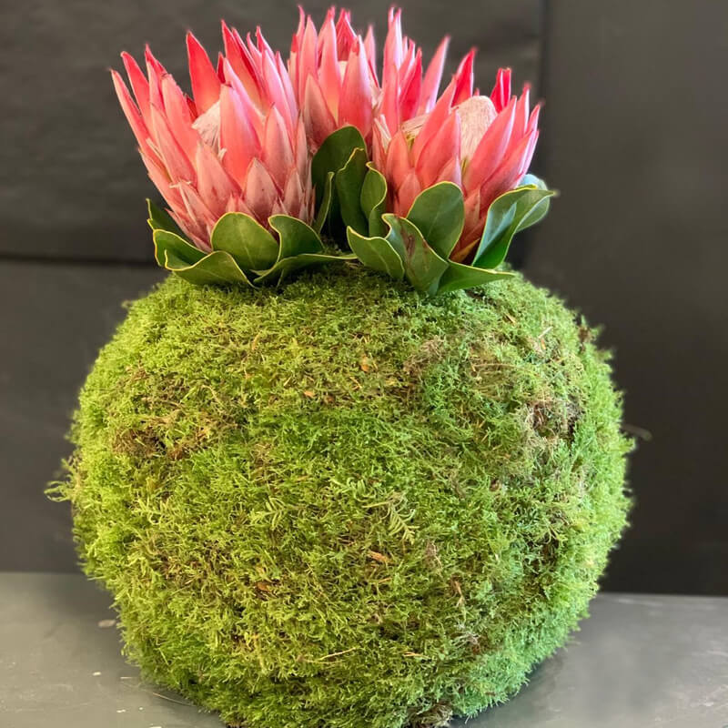 moss ball with pink protea