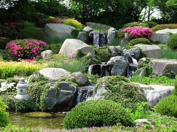 Japanese garden with pink azalea and plants