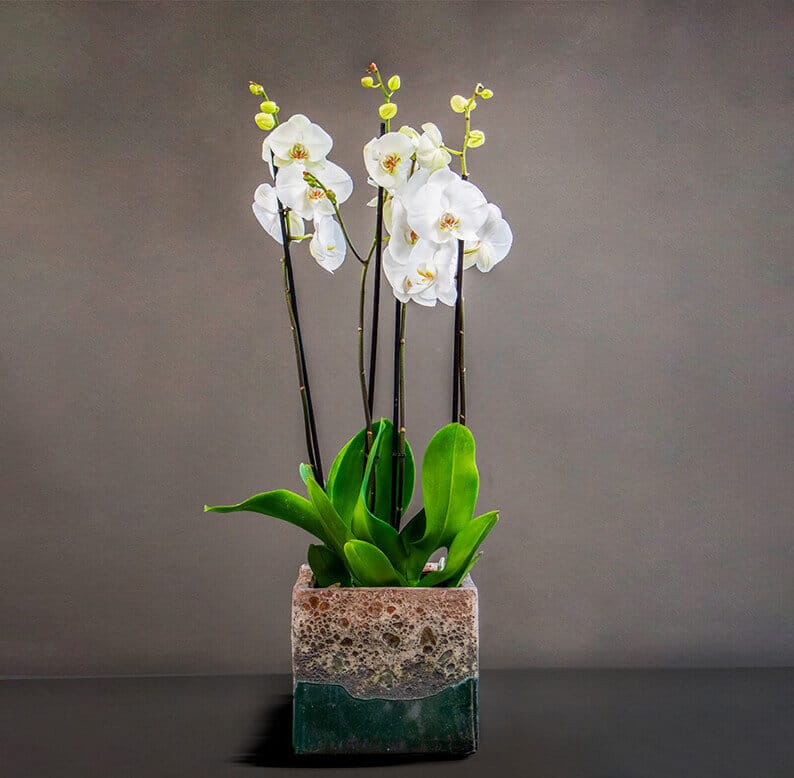 orchids in a pot