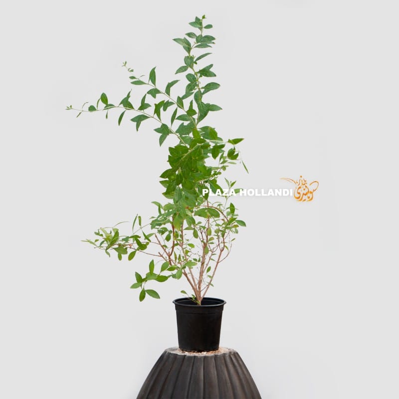 Lawsonia inermis plant