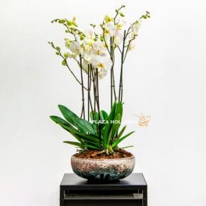 White orchids in a pot