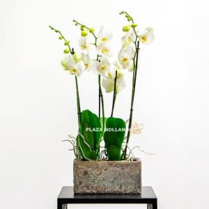 White Phalaenopsis orchids in a pot