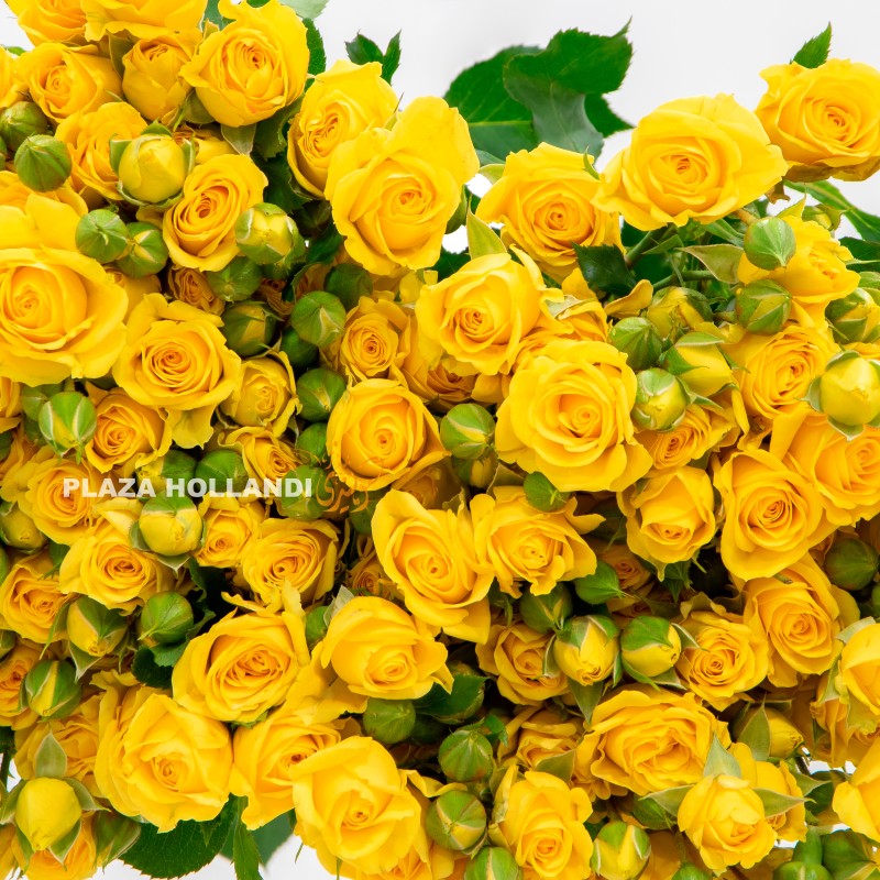 yellow spray rose