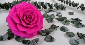 Rose amor preserved rose