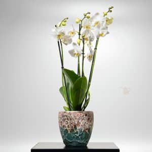 Single White Orchid In textured Pot