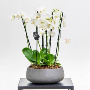 White phalaenopsis orchids in a grey pot