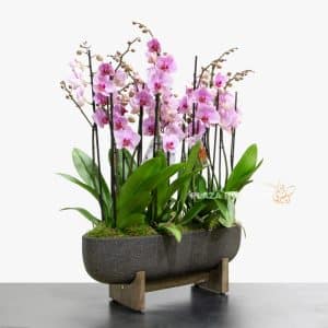 5 Pink Orchids In An Oval Pot