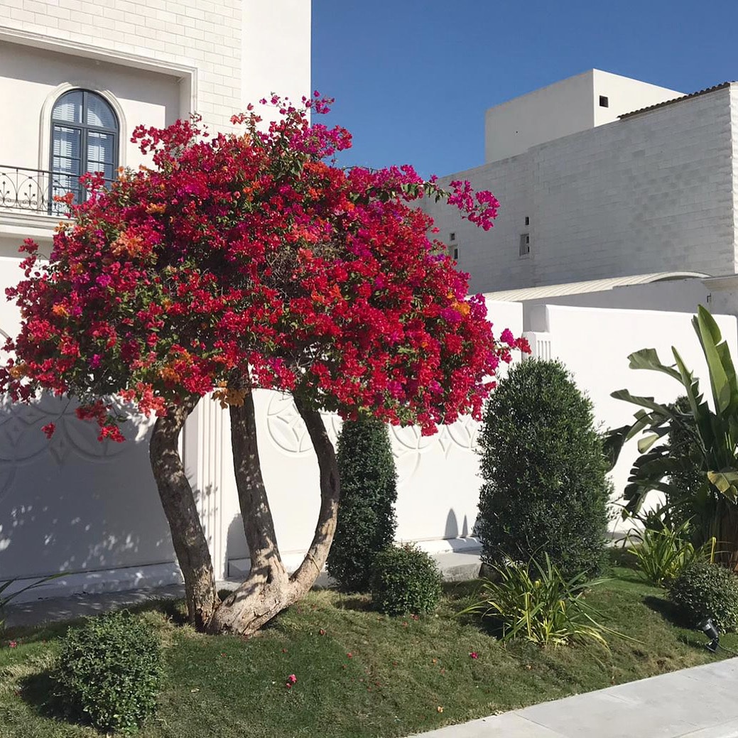 mixed house plants