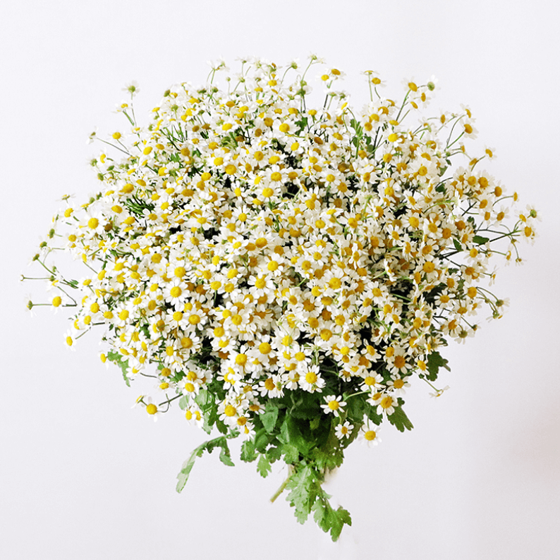 chamomile daisies