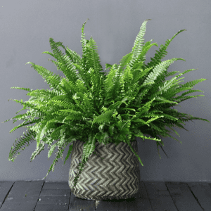 Boston fern in a ceramic pot