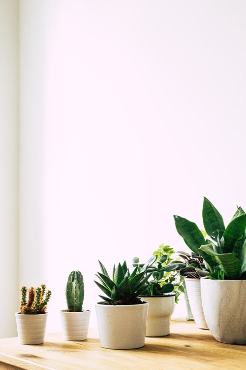 Indoor cactus garden