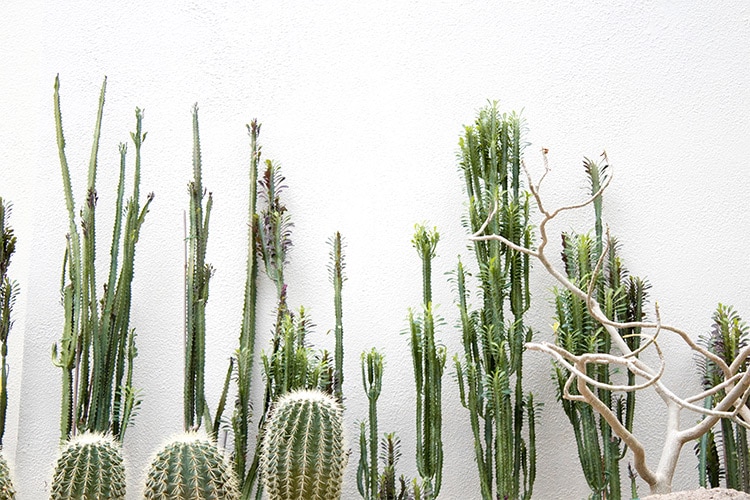Wall Cactus