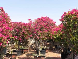 Outdoor Bright pink bougainvillea trees