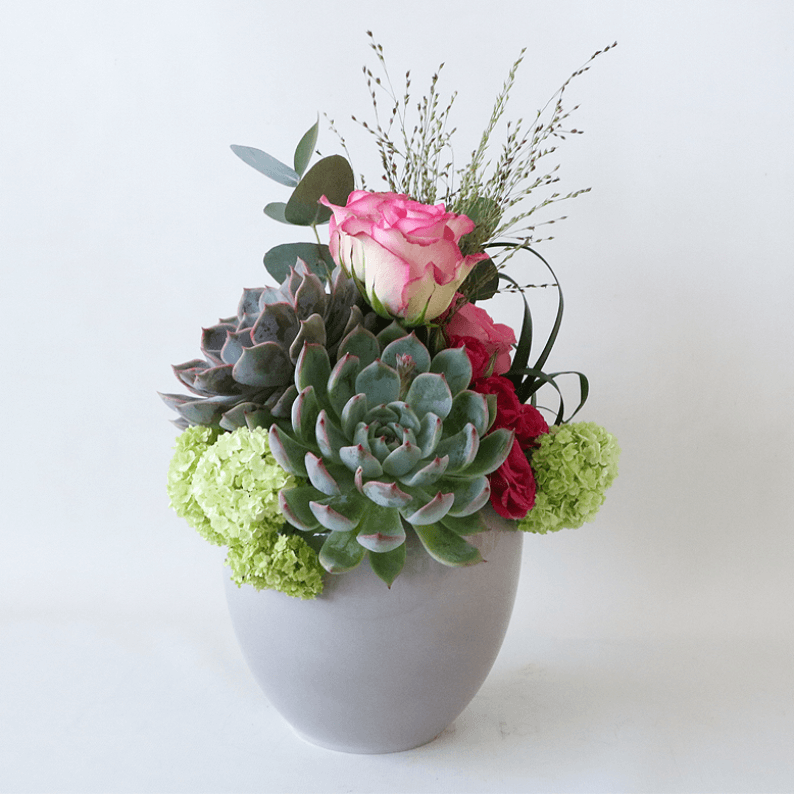 succulent, pink rose, snowball in a grey pot