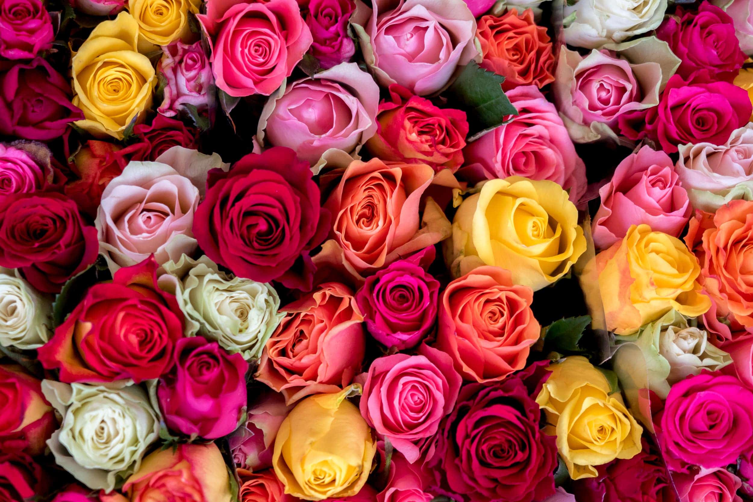 Roses in a large colourful bouquet