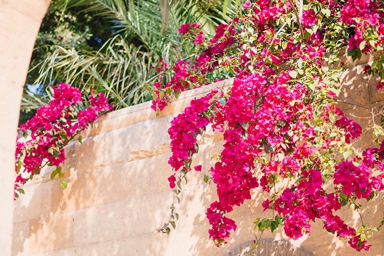5 Colourful & Fragrant Plants for your Garden 1 Bougainvillea Garden Plant Fragrant Plants