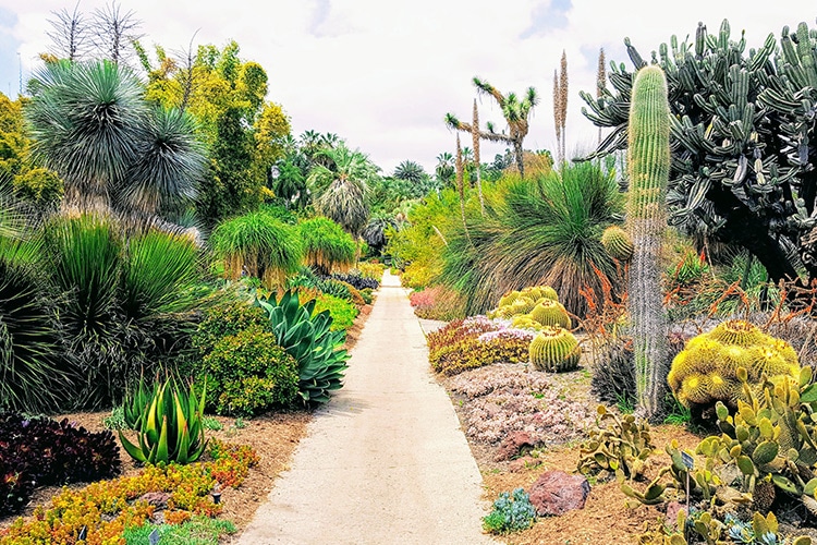 Cactus Garden