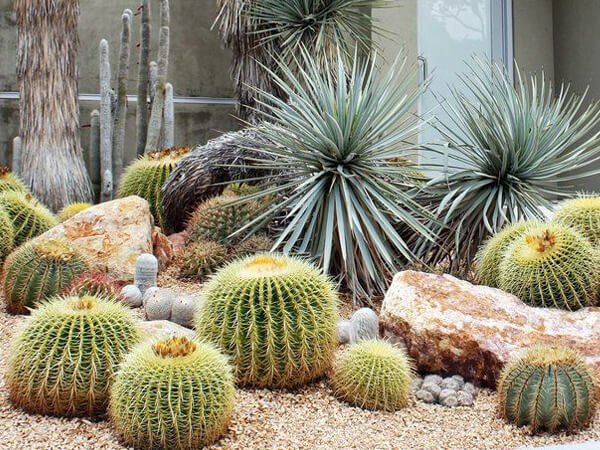 Landscape Design 5 cactus garden