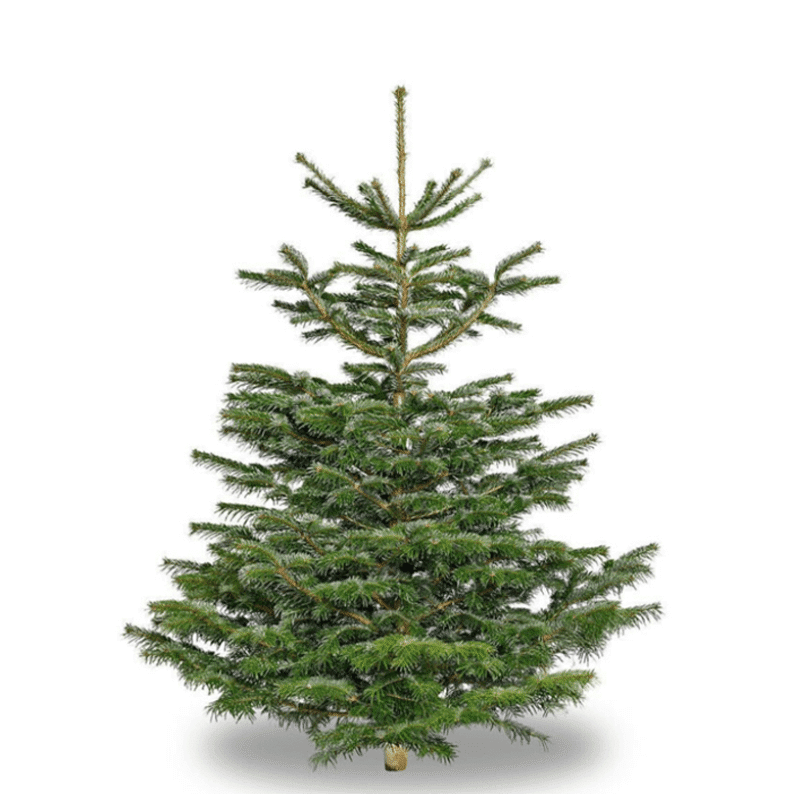 Medium Christmas tree