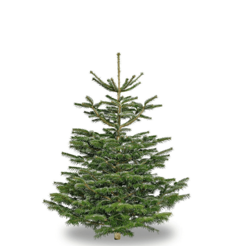 Small Nordic spruce christmas tree