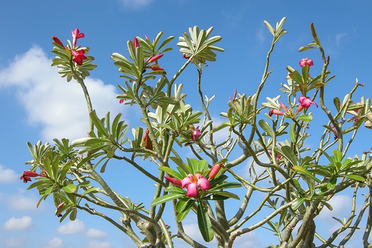 5 Colourful & Fragrant Plants for your Garden 3 Desert rose