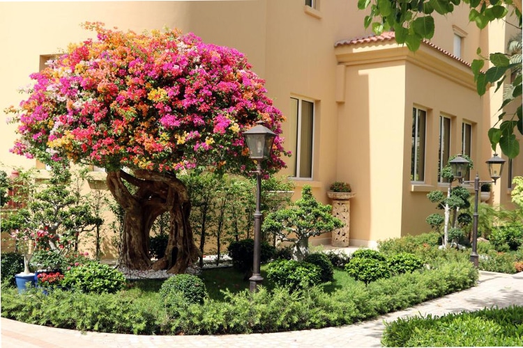 Huge multi coloured bougainvillea in landscaped garden