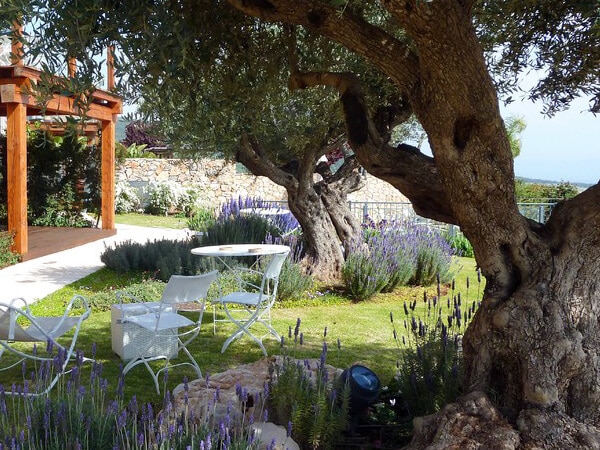Mediterranean garden with lavender and olive trees