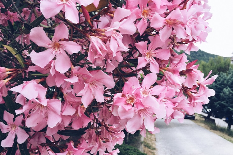 5 Colourful & Fragrant Plants for your Garden 2 Oleander Garden Plant Fragrant Plants