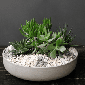 mixture of succulents in a ceramic pot with stones