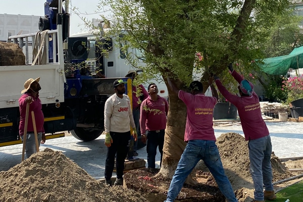 Plaza hollandi staff planting a tree