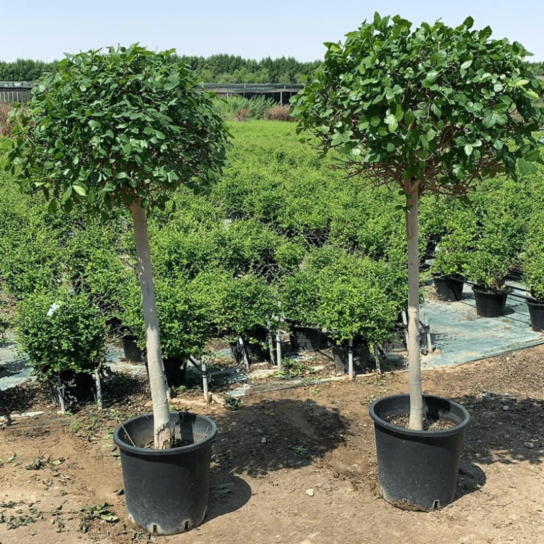 Streblus trees