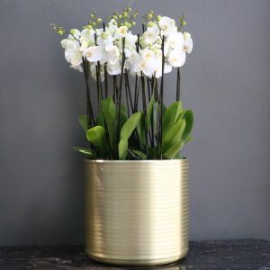 Six white phalaenopsis orchids planted in a large tall gold pot