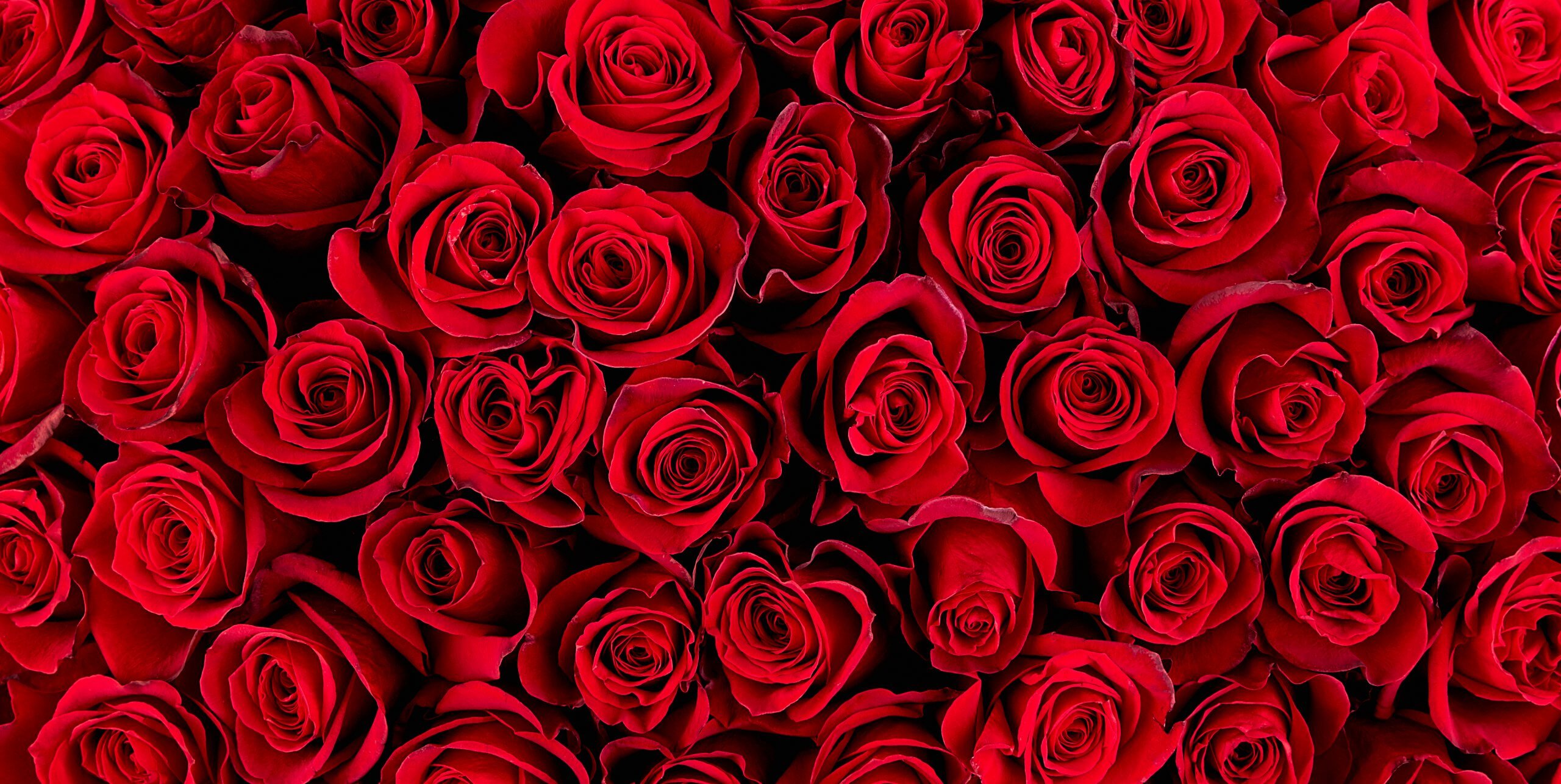 Valentines red roses