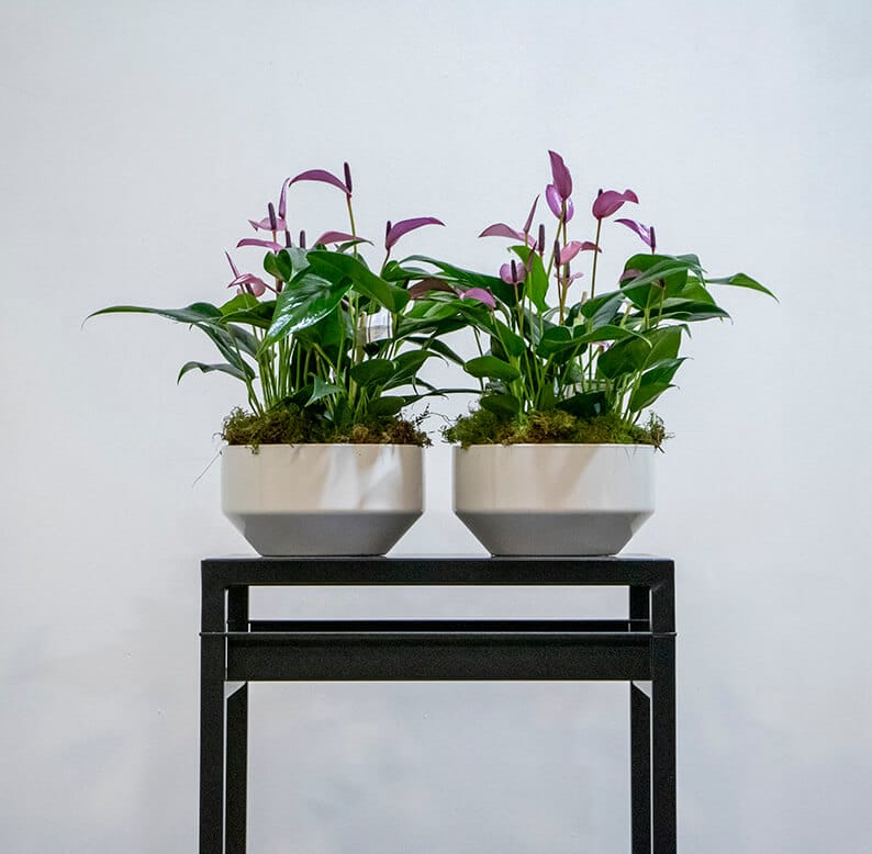 two purple anthuriums in white pots