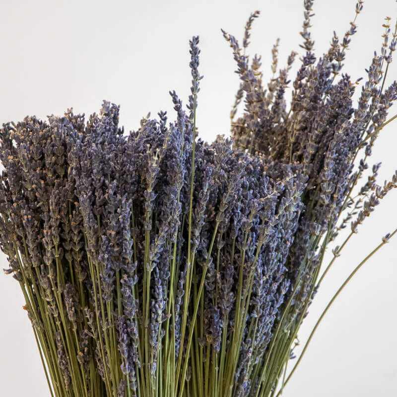 Dried lavender close up