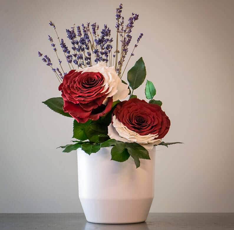 qatar national day rose amor flowers