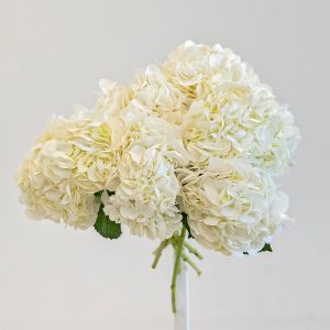 white hydrangea