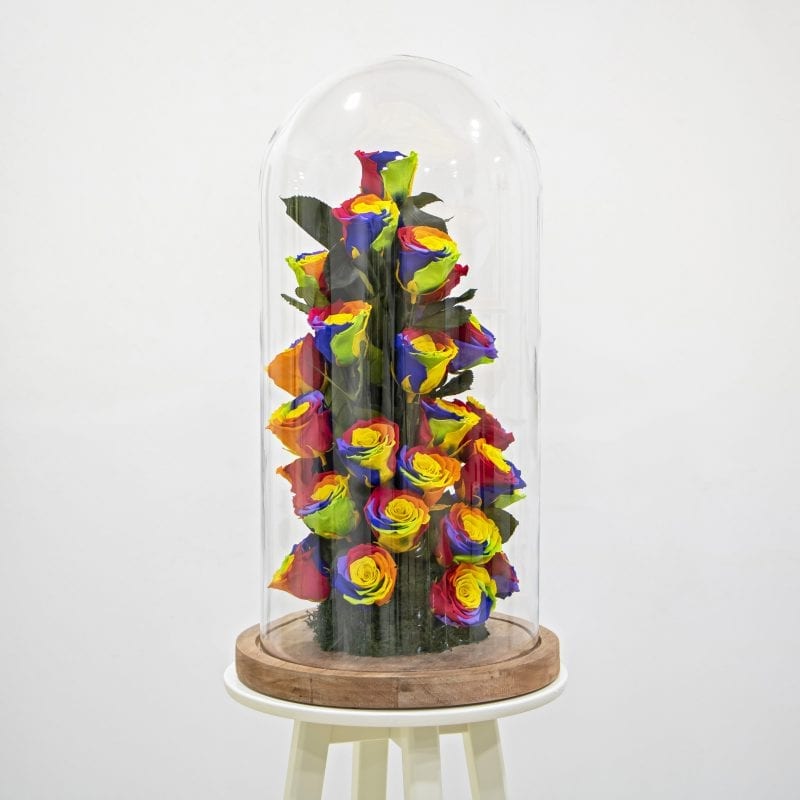 Multi coloured preserved rose