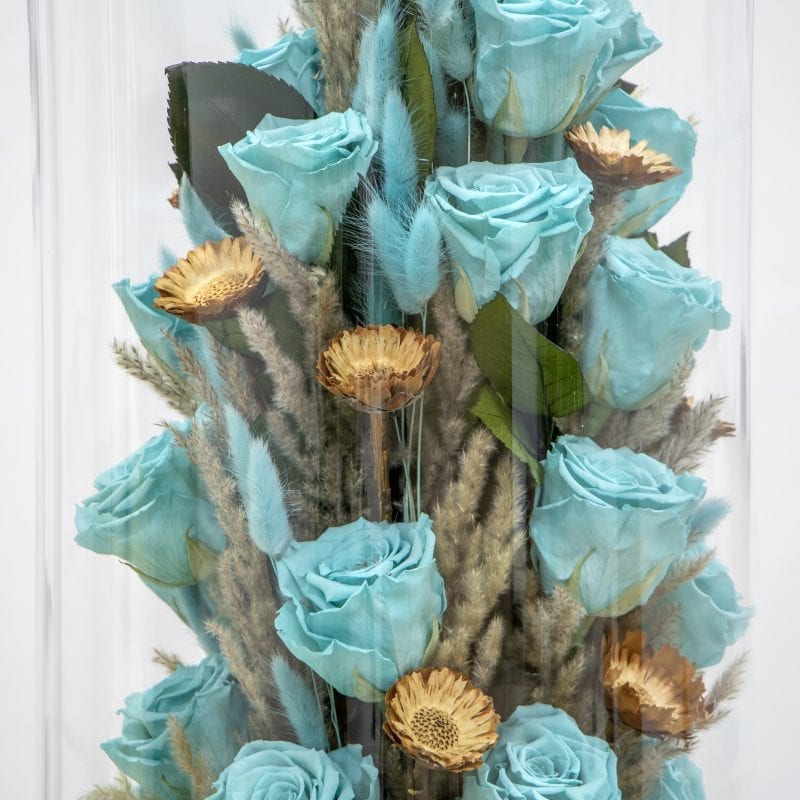 Blue Rose amor rose close up