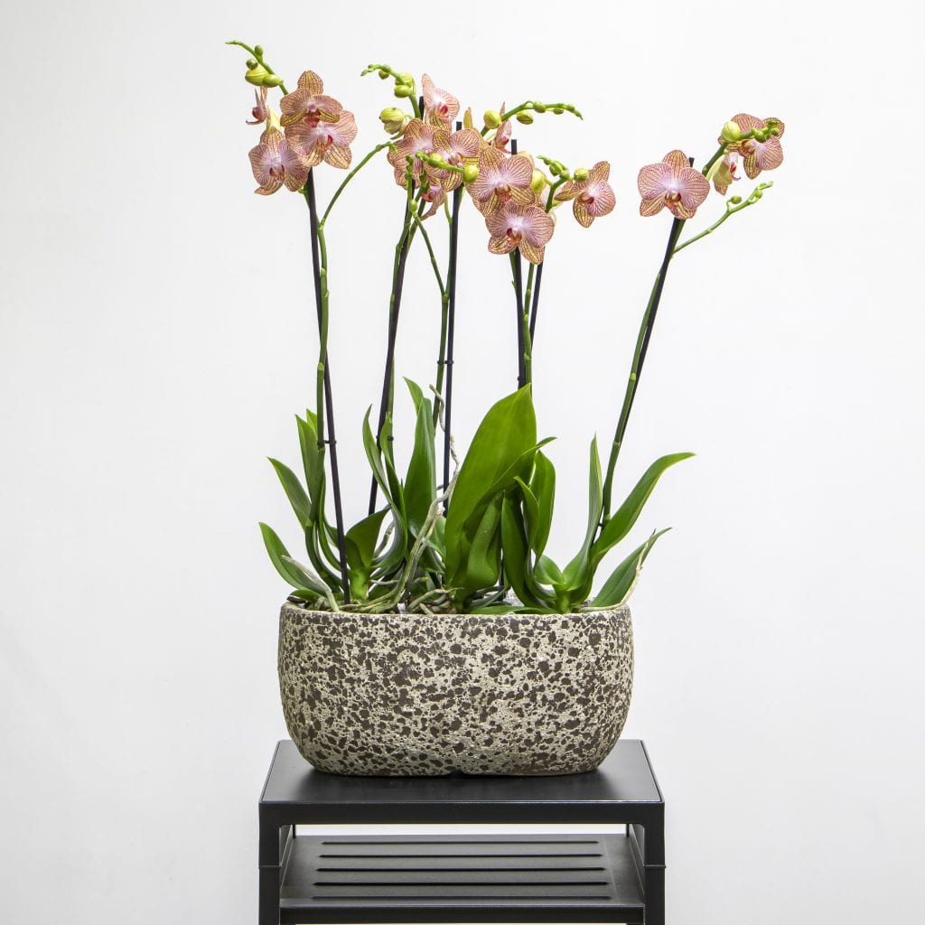 What do we know about orchids? 1 pink and yellow orchids