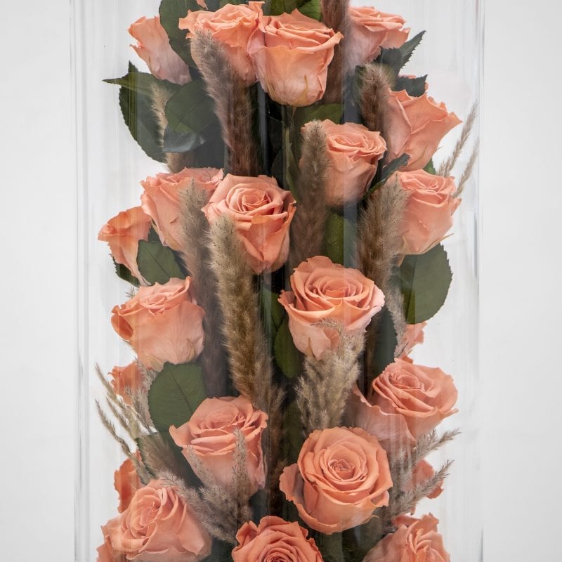 Coral preserved rose close up