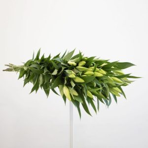 white Lily