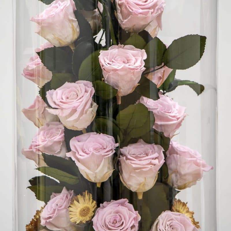 Light pink preserved roses close up