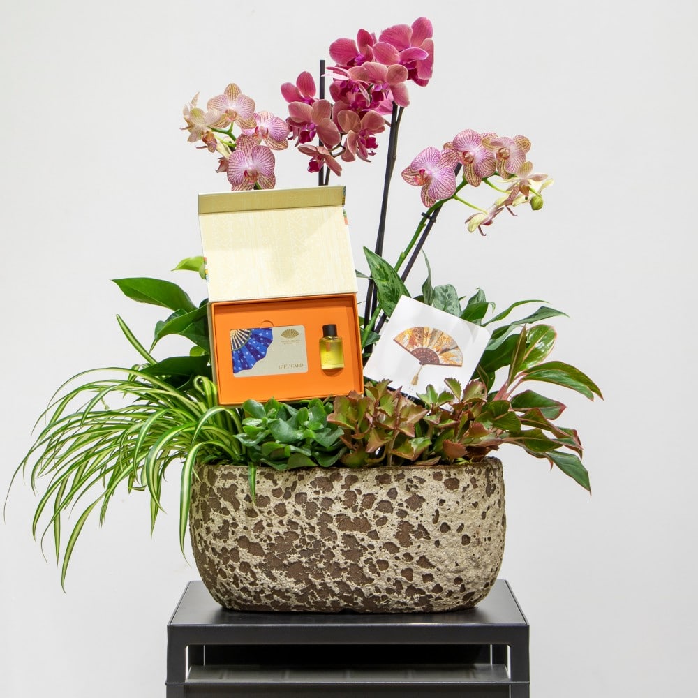 Phalaenopsis orchids in a pot with the mandarin oriental voucher