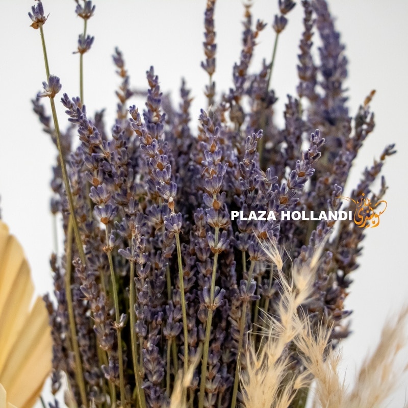 Dried lavender closeup