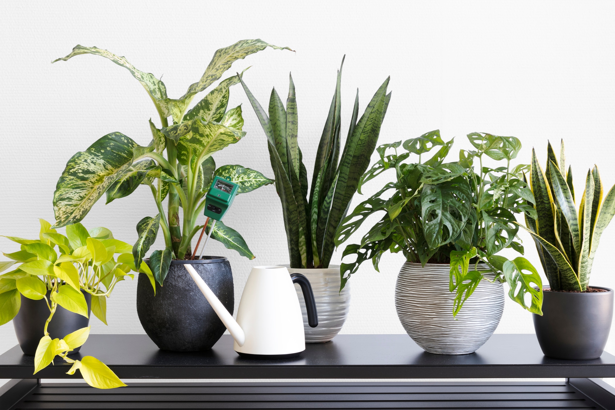 Indoor plant maintenance and a watering can
