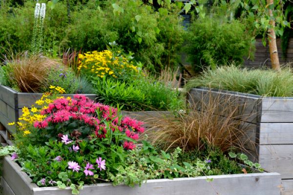 Flowering plants in boards in a garden