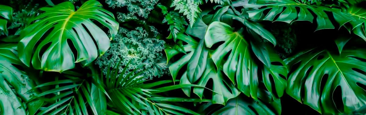 Monstera plant in a tropical jungle