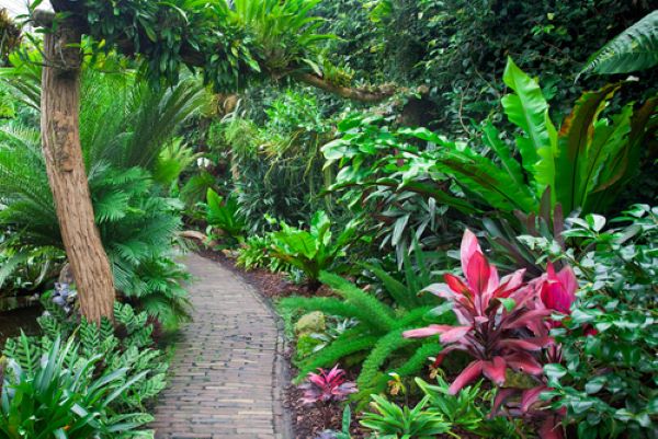 plants and flowers tropical garden