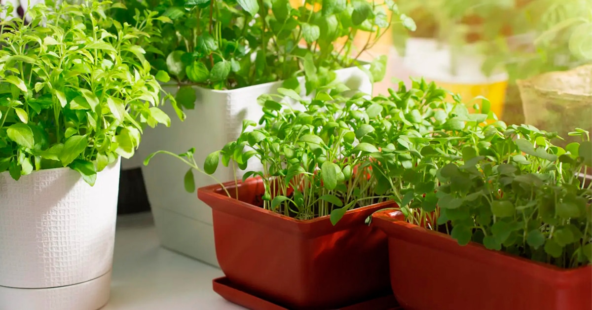 edible plants